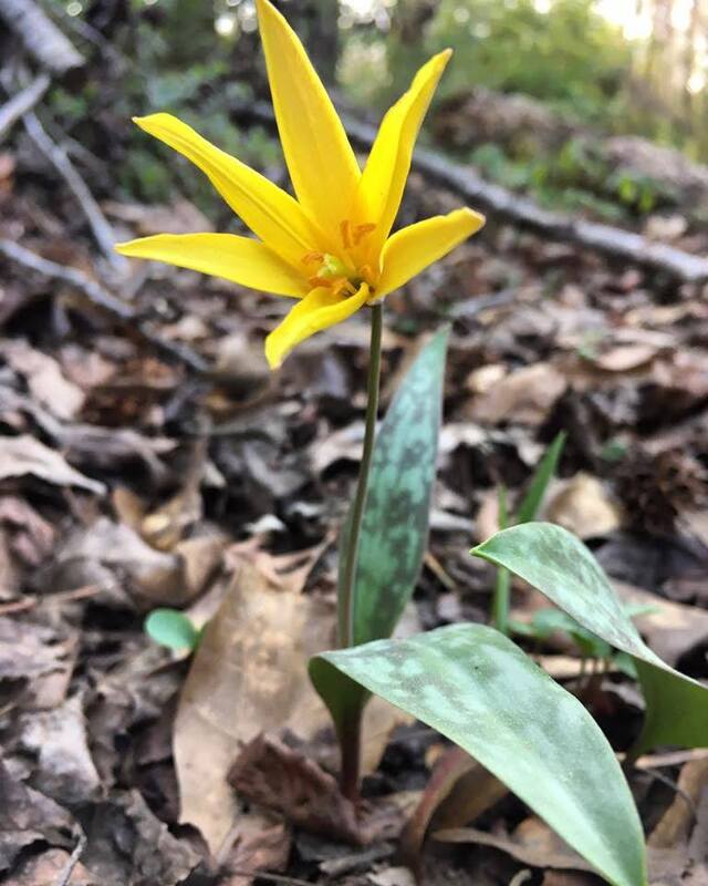 Wildflowers