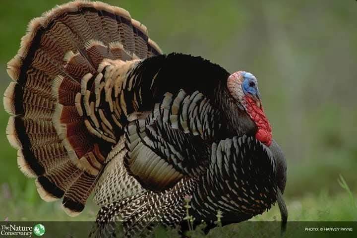 The Nature Conservancy in Arkansas