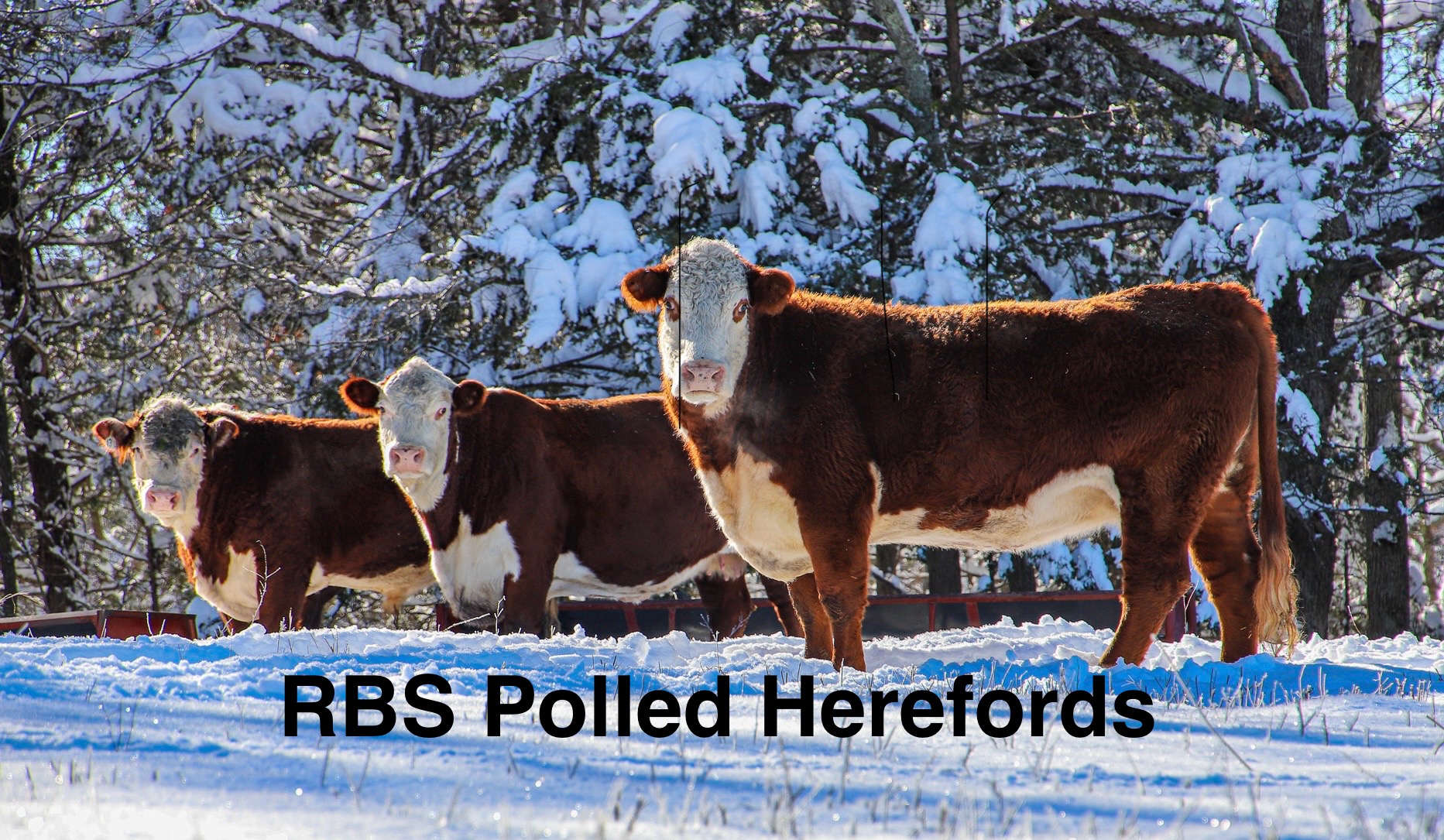 RBS Polled Herefords