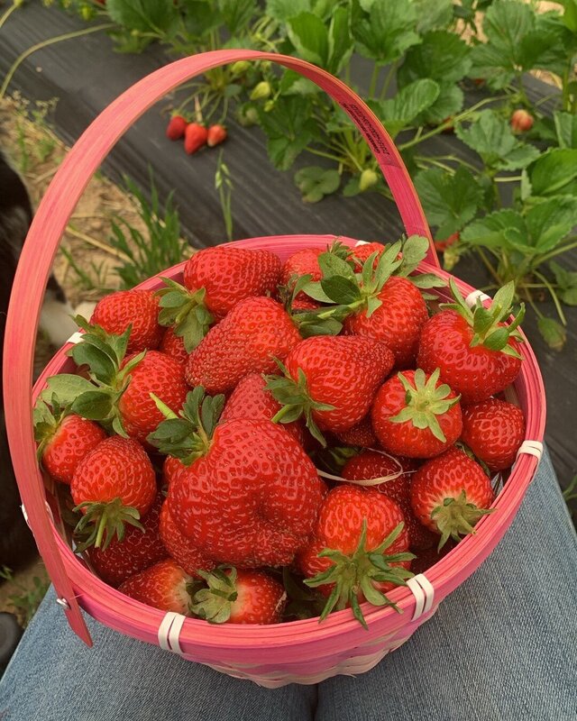 Cove Creek Nursery & Tree Farm