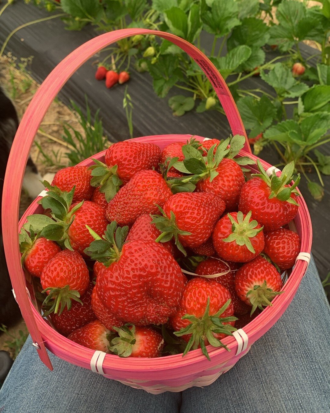 Cove Creek Nursery & Tree Farm